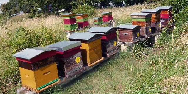 L A P A I Association Protectrice Des Abeilles Ivryennes Ivry 94