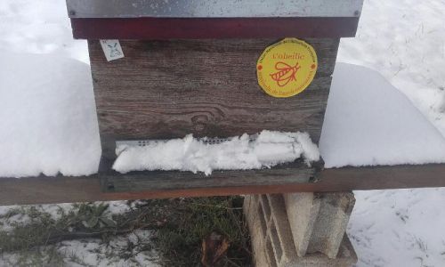 Rucher sous la neige 10 f  vrier 2018 2